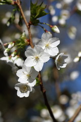 Japanische Kirschblüte