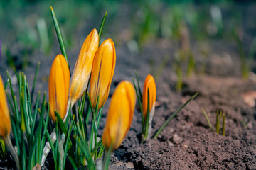 spring began the first spring yellow flowers