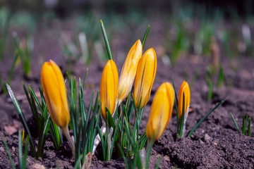 spring began the first spring yellow flowers