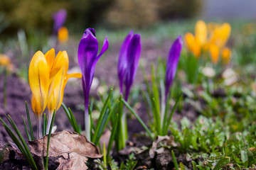 spring began the first spring yellow flowers