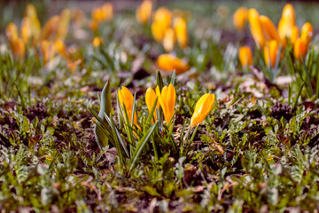 spring began the first spring yellow flowers