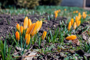 spring began the first spring yellow flowers