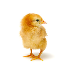Chick isolated on white
