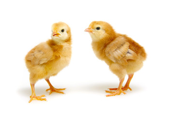  little newborn chickens isolated on white background