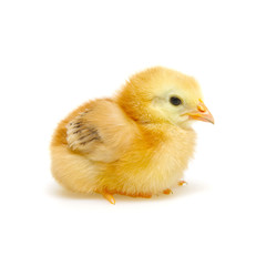 little newborn chickens isolated on white background