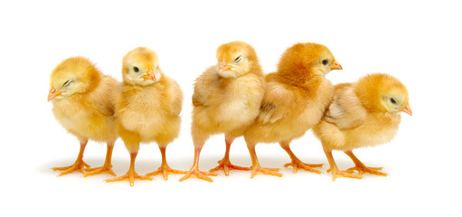 cute little newborn chickens