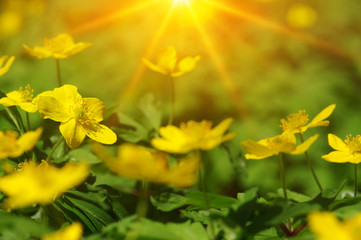 field of spring flowers