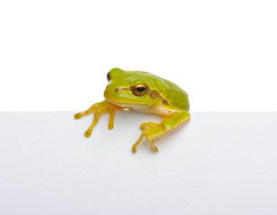 Green frog and text message.