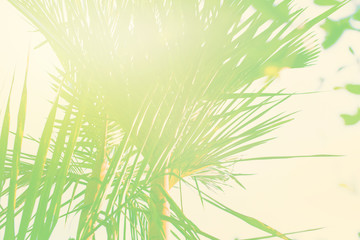 Fototapeta na wymiar Sunshine Effect Palm Trees Jungle Blue Sky Toned