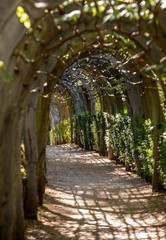  Plant Tunnel in  the gardens of the Jardins de Marqueyssac in the Dordogne region of France