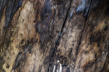 old wood texture