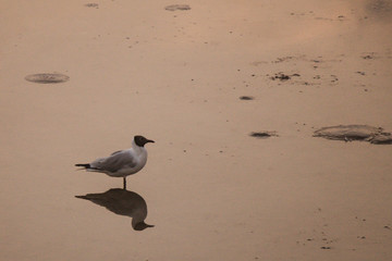 Fototapeta premium Seagulls standing on a beach with the beautiful lighting and sea background.