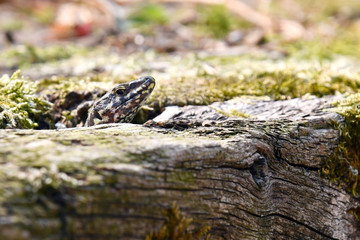 La lucertola fà capolino dal tronco dell'albero