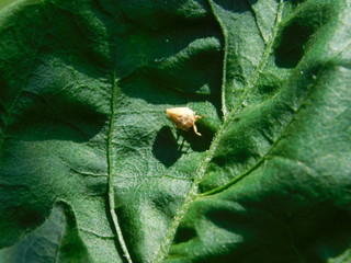  small yellow bug on a green leaf