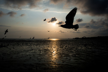 Fototapeta na wymiar Beautiful seagull flying over sea in sunset background.Silhouette of seagull with sunset.