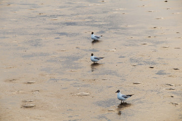 Seagulls standing on a beach with the beautiful lighting and sea background.