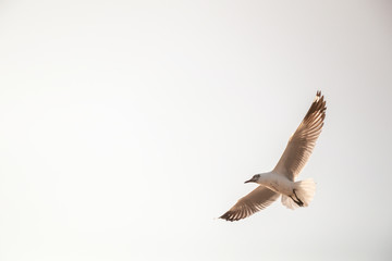 Close up Seagull flying in the air and sky background.Freedom seagull expand wings in the sky.