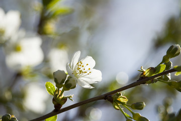 White flowers blossom.