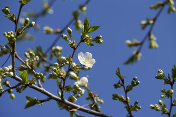 White flowers blossom.