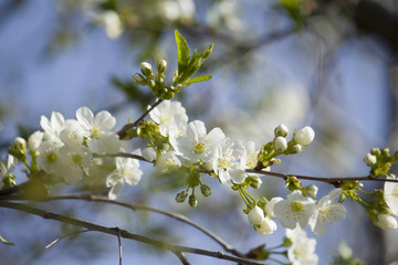 White flowers blossom.