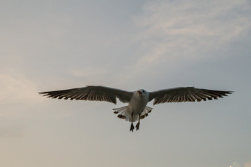 Close up Seagull flying in the air and sky background.Freedom seagull expand wings in the sky.