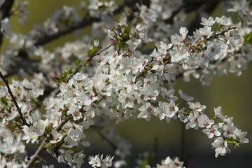 White flowers blossom.