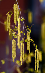 Naklejka premium Branch of birch tree Betula pendula, with green leaves and catkins. Tree in morning sunlight.
