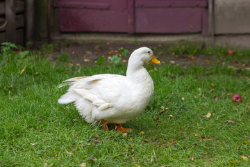domestic duck on the grass,One domestic duck in the yard in the summer on the grass