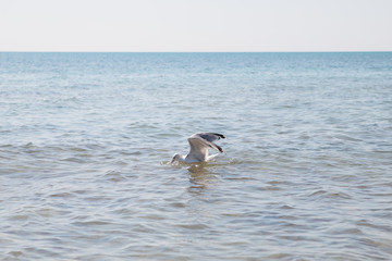 The seagull catches fish and crabs in the sea.