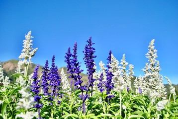 Obraz premium flowers on background of blue sky