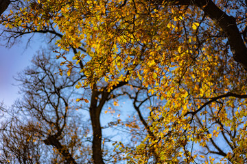 Fototapeta premium yellow tree in autumn