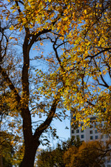 Fototapeta premium yellow tree in autumn