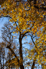 Obraz premium yellow tree in autumn