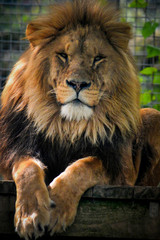 Obraz na płótnie Canvas Lion portrait