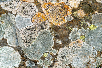 Lichen on a rock