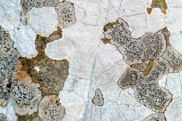 Lichen on a rock