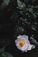 White camellia flower over dark green leaves