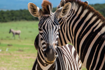 Plains Zebra (Equus quagga) animals standing close together close up portrait