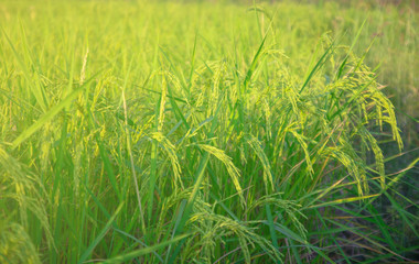 close up rice plants yield in the paddy green field is beautiful at sunset select focus