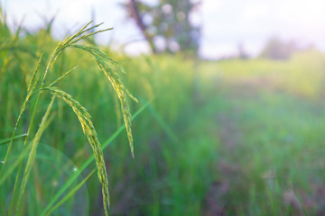 close up rice plants yield in the paddy green field is beautiful at sunset select focus