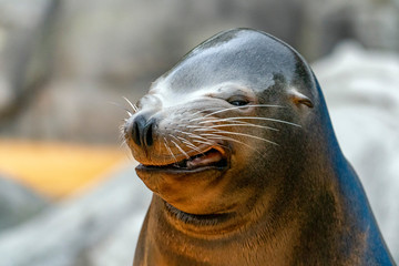 Sea lion seal funny face