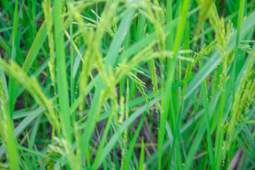 close up rice plants yield in the paddy green field is beautiful at sunset