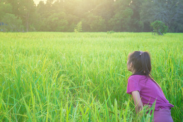Asian women are walking in the rice fields at sunset