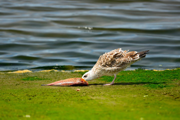 Gaivota a comer peixe no rio