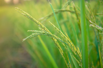 close up rice plants yield in the paddy green field is beautiful at sunset select focus