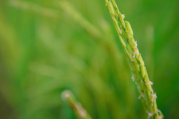 close up rice plants yield in the paddy green field is beautiful at sunset select focus