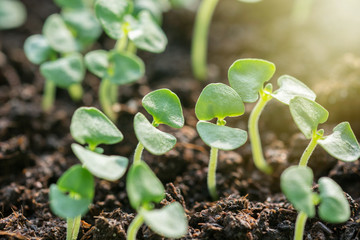 Seedlings in the spring on the pot, Arugula young plant raised from seed