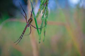 close up Spider on leaf of rice and green background at sunset select focus