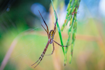 close up Spider on leaf of rice and green background at sunset select focus