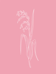 Pink rice herb vector